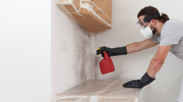 Professional Basement Mold Remediation technician working in Rowlett, TX