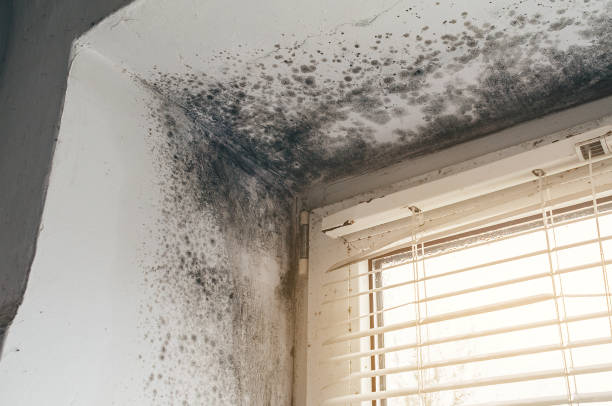 Affordable Basement Mold Remediation solutions in Rowlett, TX