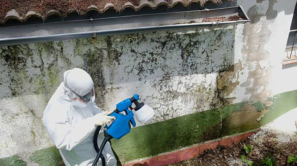 Top rated local Basement Mold Remediation specialists in Rowlett, TX